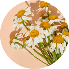 
Chamomile